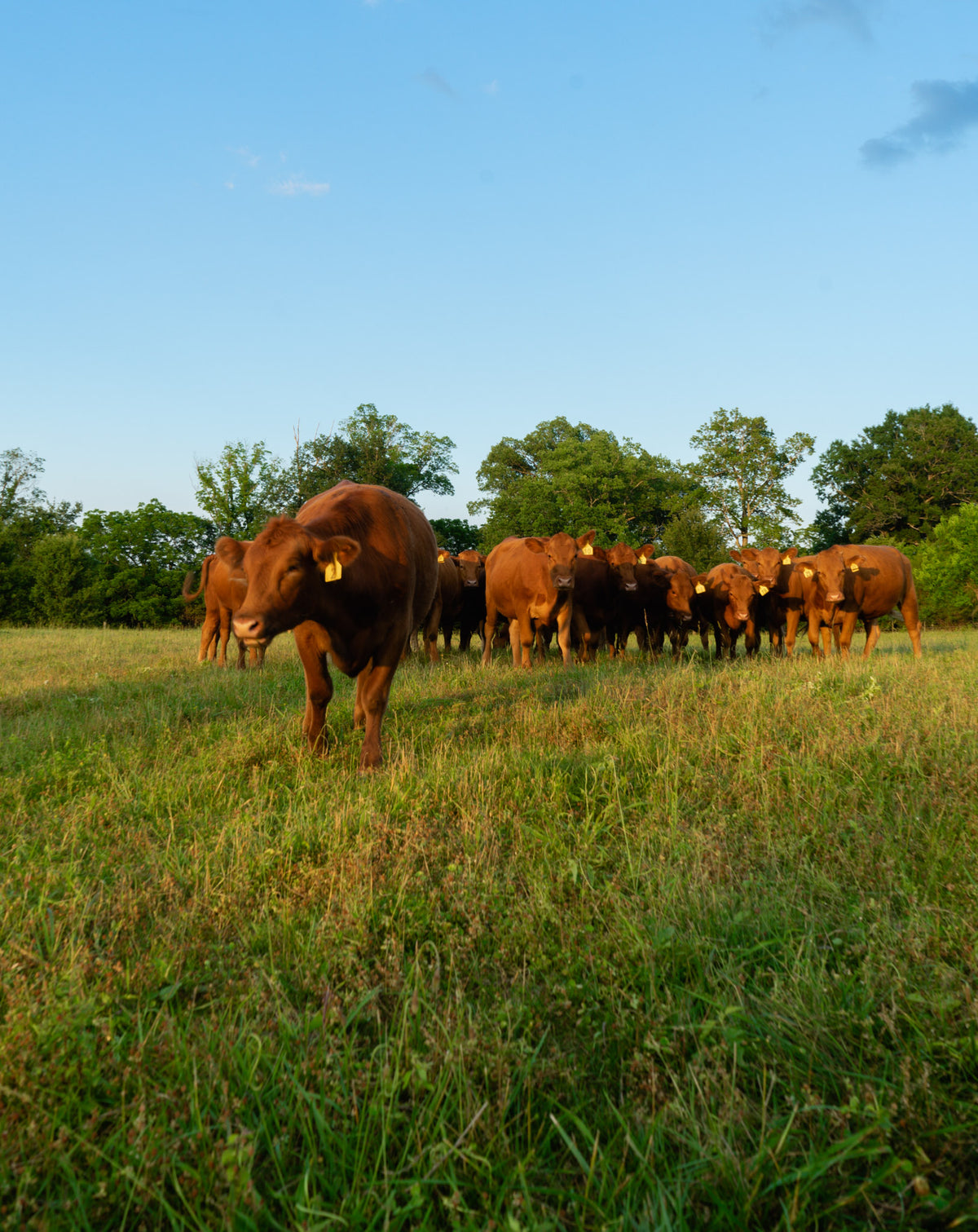 Lockwood Ranch | Making Healthy Affordable