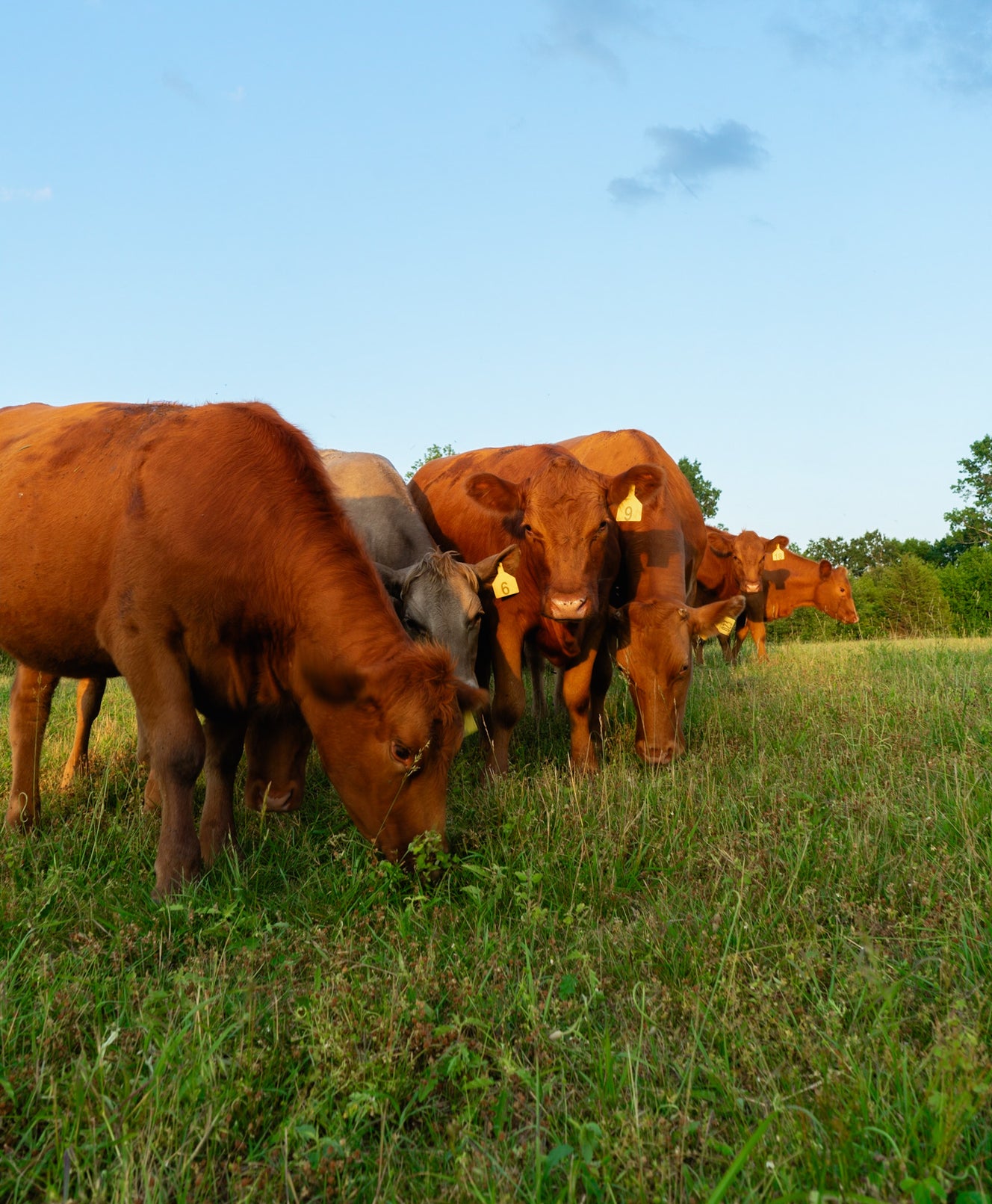 Lockwood Ranch | Making Healthy Affordable